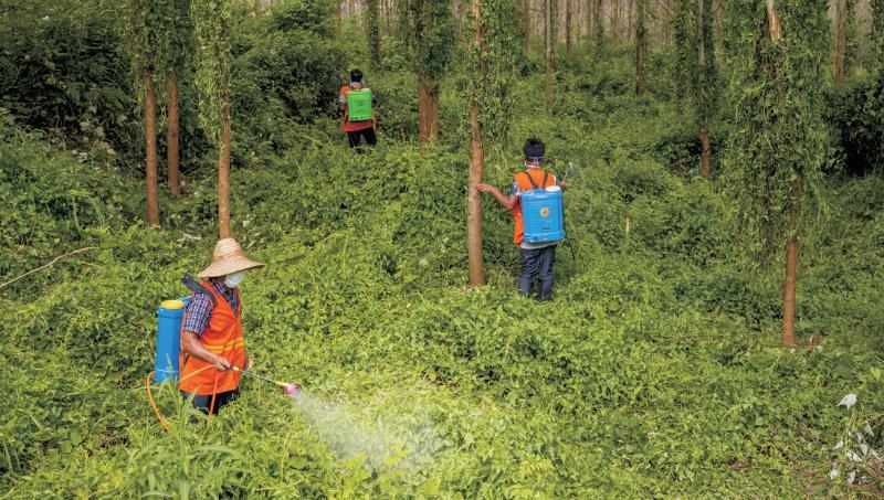 羊城晚报广东省林业有害生物防治十四五规划正式发布