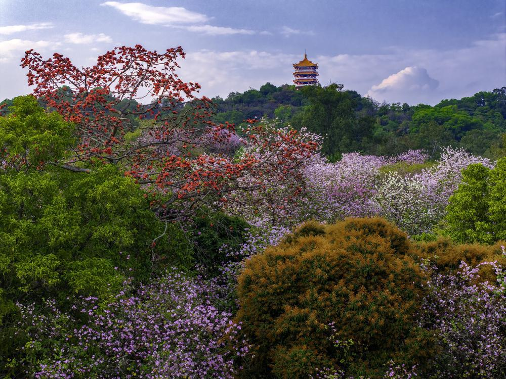 白云山已完成300亩多彩森林建设,150亩景观林(大径级)抚育工作 受访单位供图 白云山已完成300亩多彩森林建设,150亩景观林(大径级)抚育工作 受访单位供图