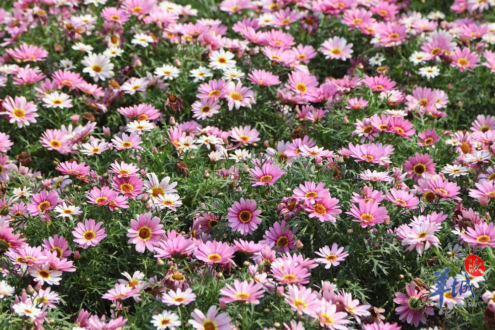 云台花园内繁花似锦,游人穿梭其间 江皓轩 摄 云台花园内繁花似锦,游人穿梭其间 江皓轩 摄