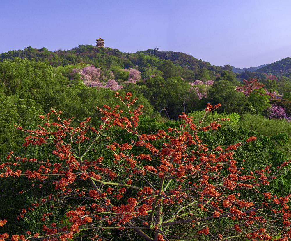 白云山风景名胜区1000余株木棉树在景区内竞相绽放 受访单位供图 白云山风景名胜区1000余株木棉树在景区内竞相绽放 受访单位供图