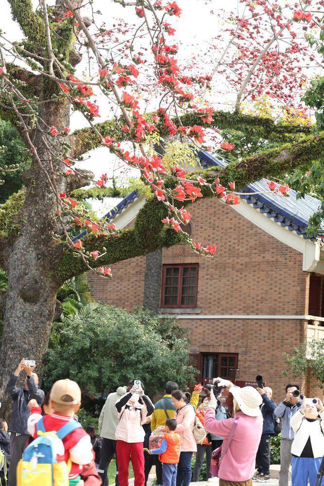 中山纪念堂木棉王 中山纪念堂木棉王