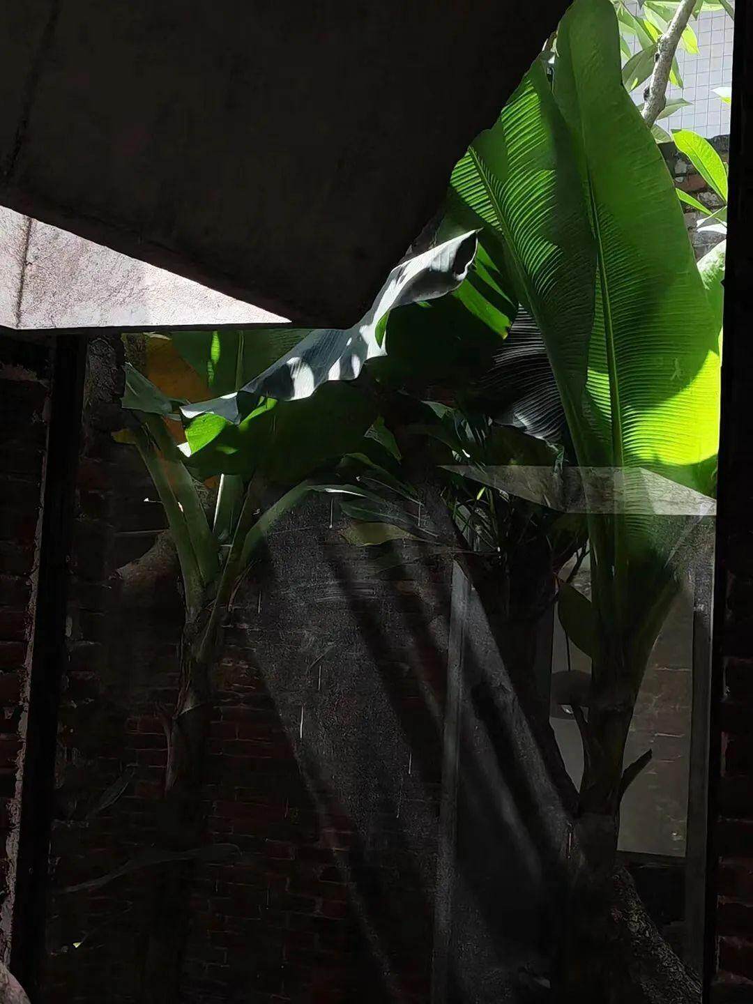 周进志将村中老宅改造成岭南风情庭院 图源佛山市第二届青年艺术周组委会 周进志将村中老宅改造成岭南风情庭院 图源佛山市第二届青年艺术周组委会