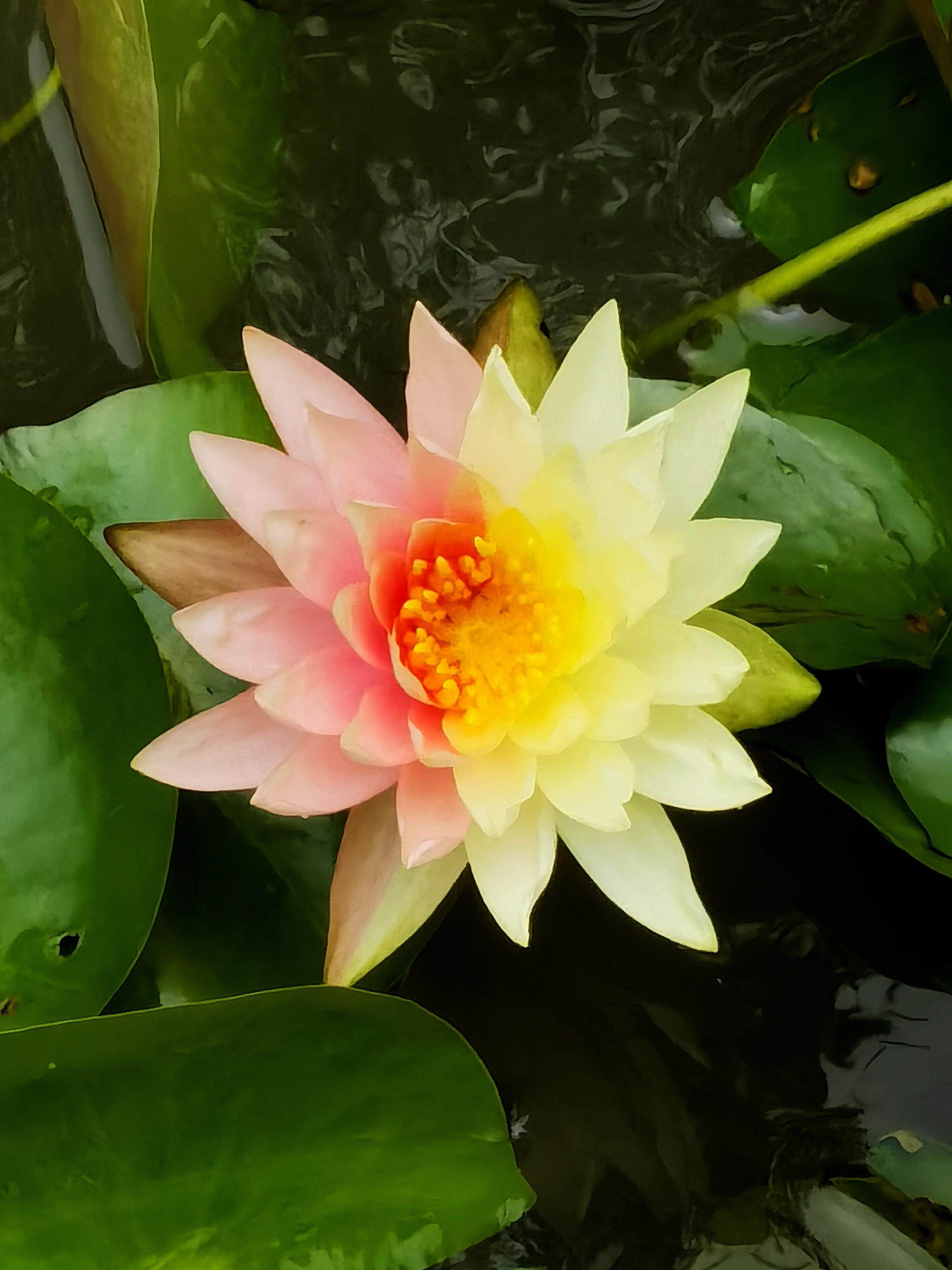 一朵“半黄半粉”的双色睡莲在云溪植物园莲香池惊艳亮相 一朵“半黄半粉”的双色睡莲在云溪植物园莲香池惊艳亮相