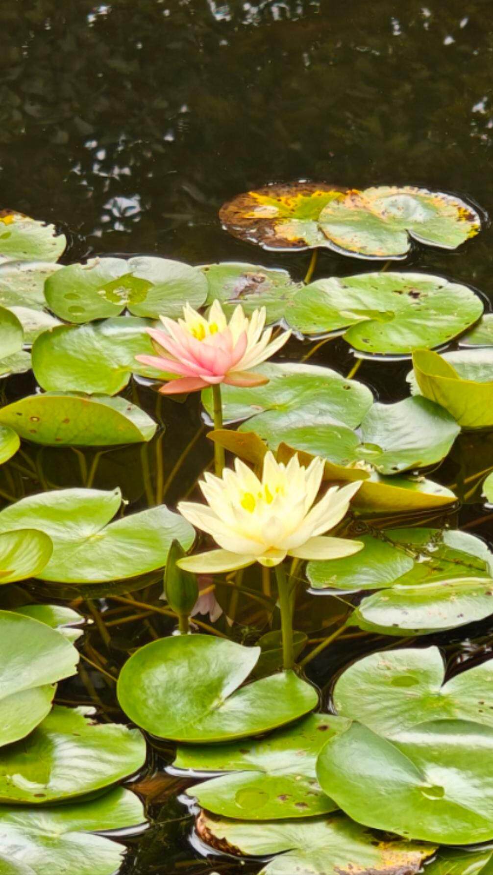 双色睡莲花期短暂,仅有5月4日-5月6日这黄金72小时 双色睡莲花期短暂,仅有5月4日-5月6日这黄金72小时
