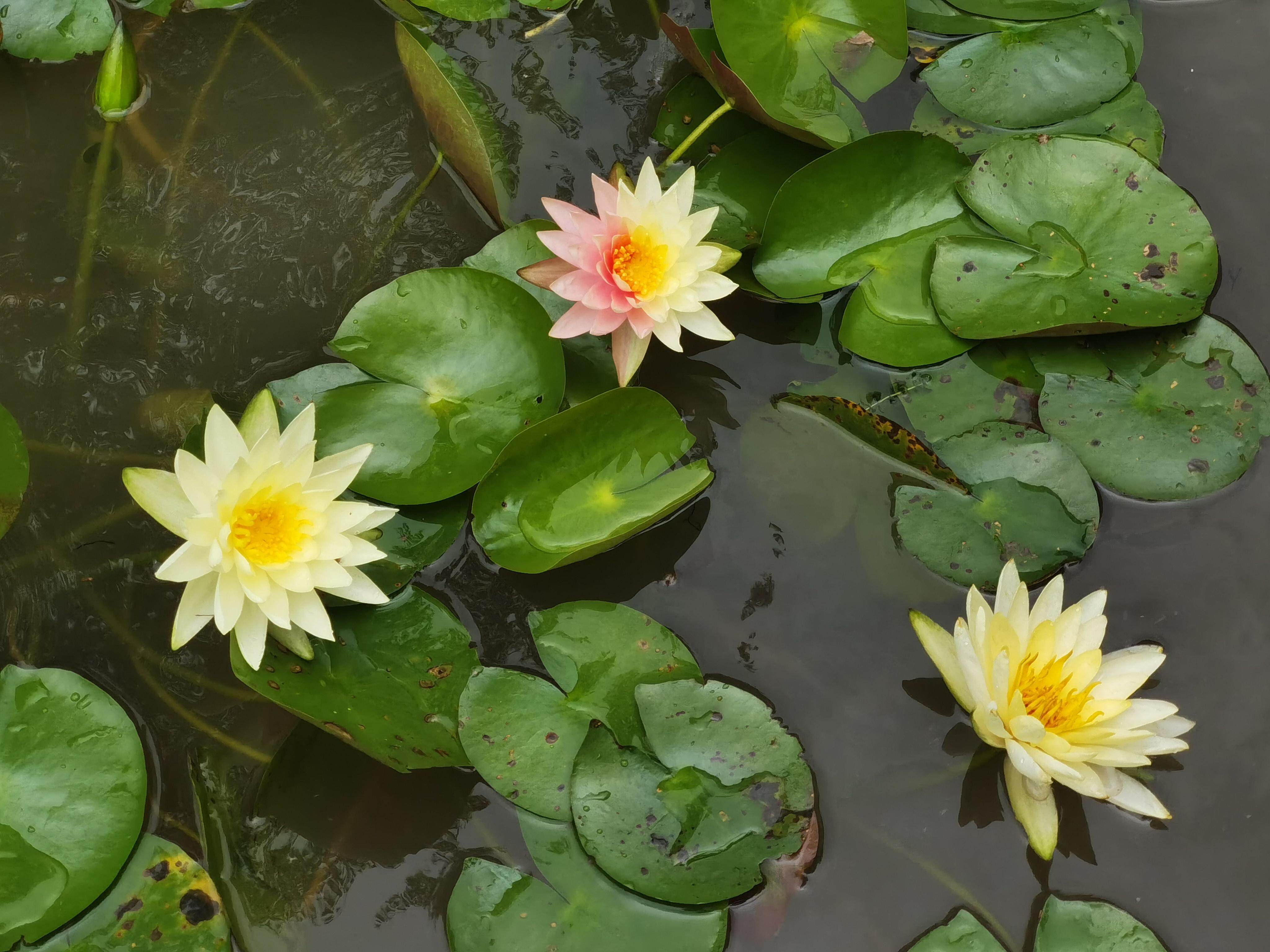这朵黄橙双色嵌合的睡莲堪称植物基因学研究的“活体标本” 通讯员供图 这朵黄橙双色嵌合的睡莲堪称植物基因学研究的“活体标本” 通讯员供图
