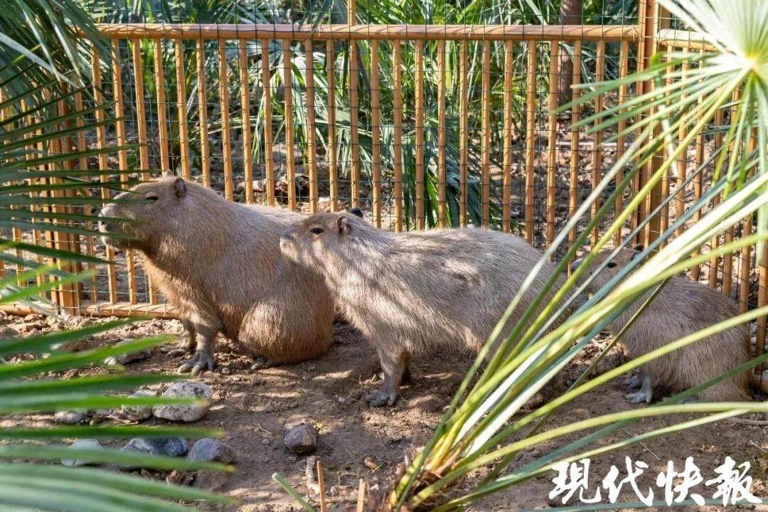  动物园的3只卡皮巴拉目前仅剩“豆包”还在外面“流浪”