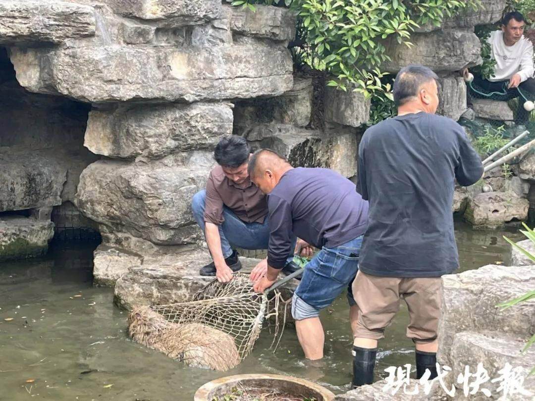  其他卡皮巴拉已经被抓回