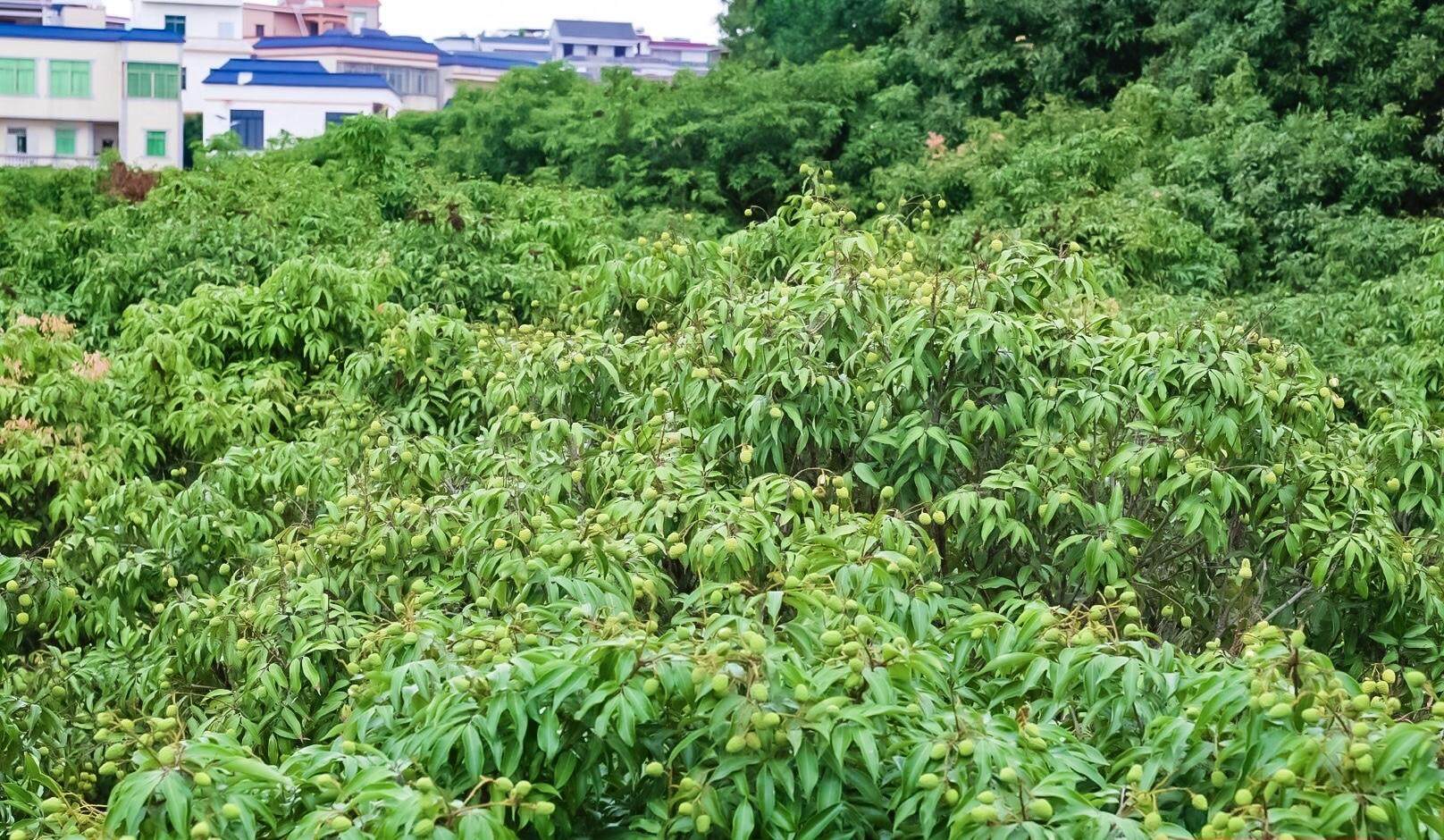 荔枝挂满枝头