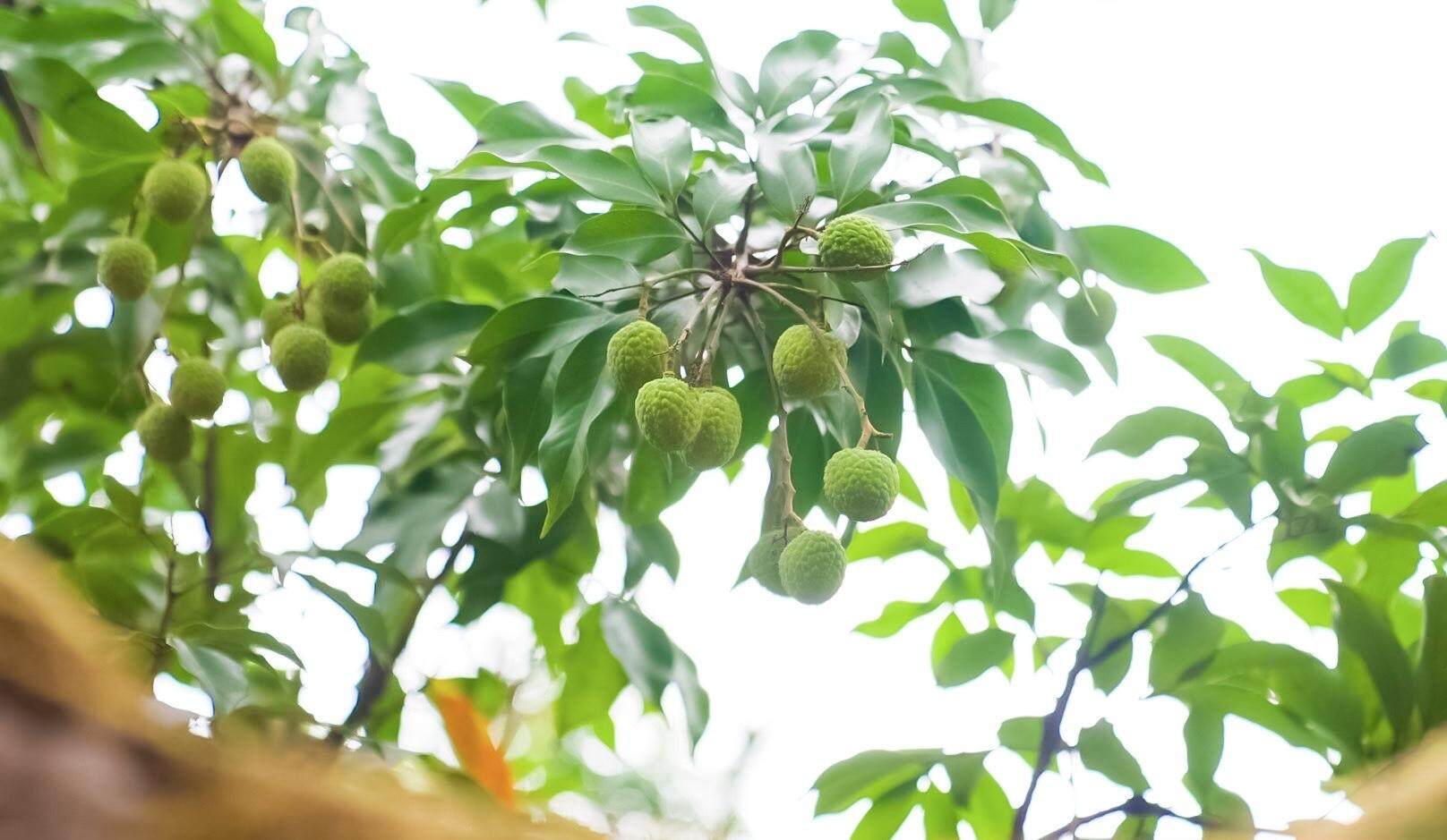 荔枝即将成熟