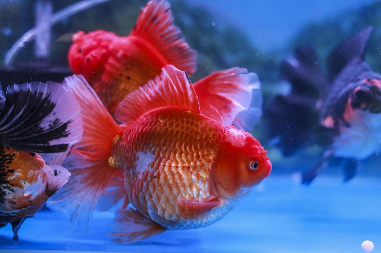 广东培育的观赏鱼 广东培育的观赏鱼