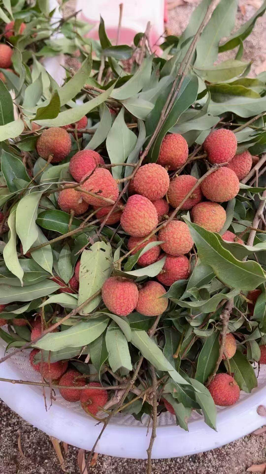 白糖罂荔枝