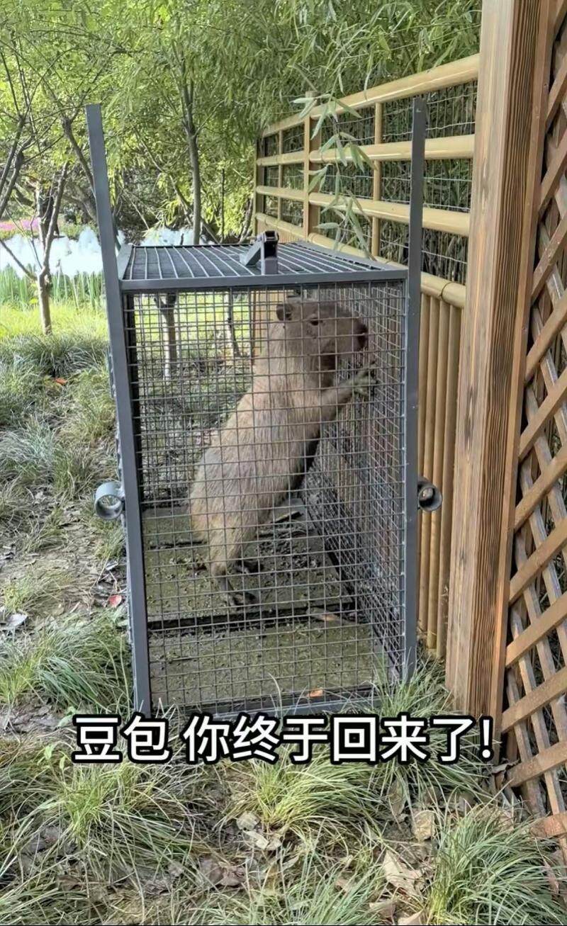  出逃两个月的卡皮巴拉“豆包”已自行回家