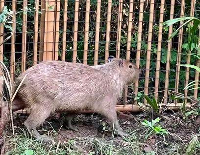 “豆包”在花园里悠闲散步