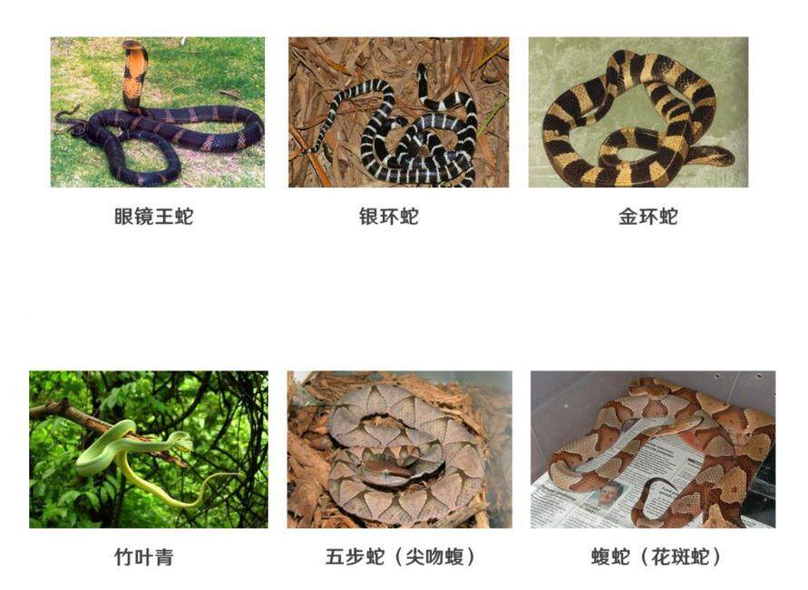  受访医院供图：部分毒蛇花纹