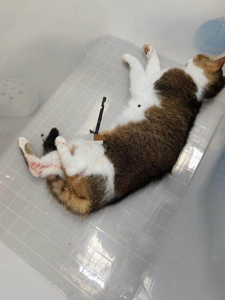 剑桥郡小区一流浪猫腿部被箭射中