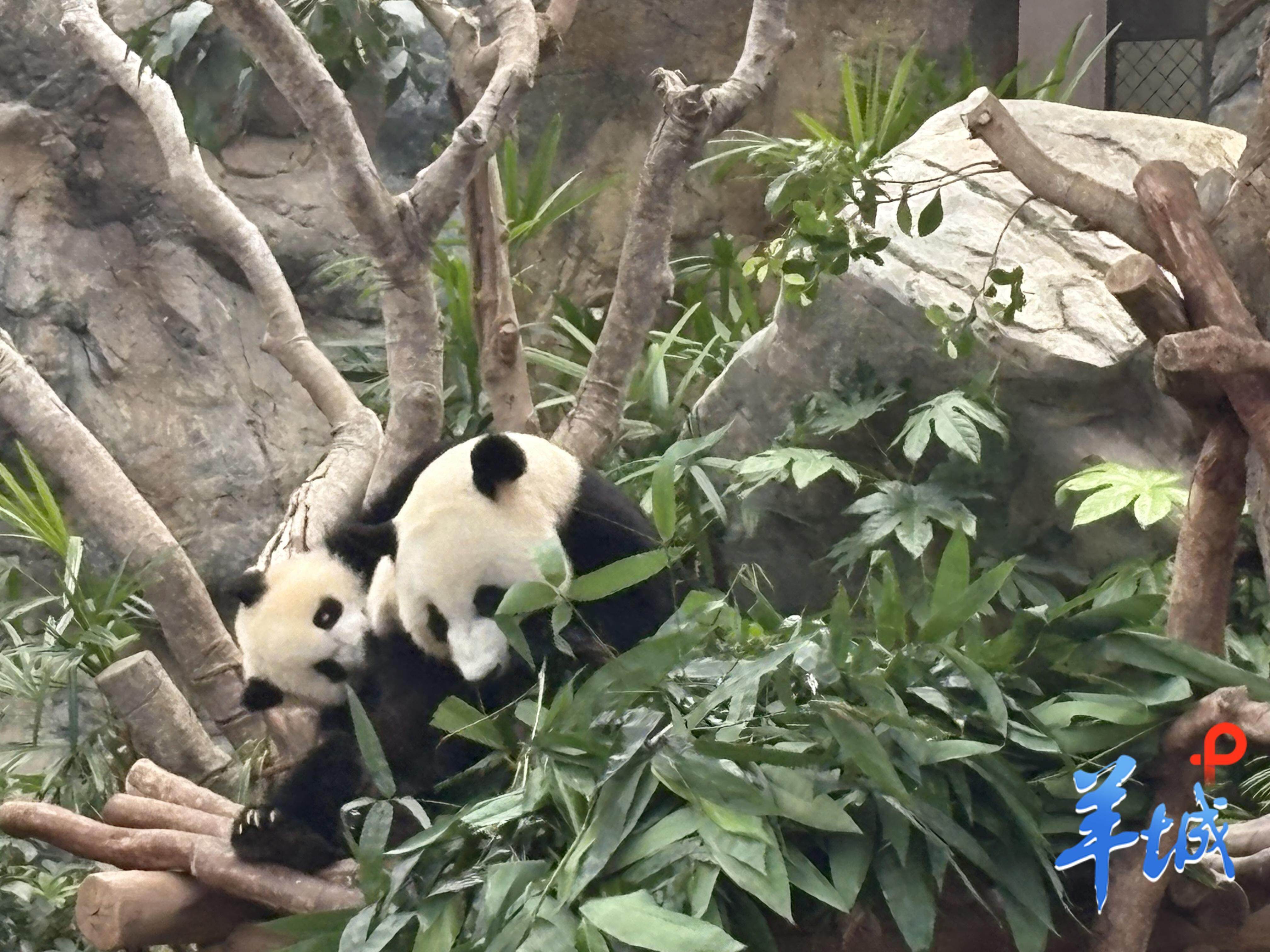 即将满一周岁的“港产”熊猫双胞胎