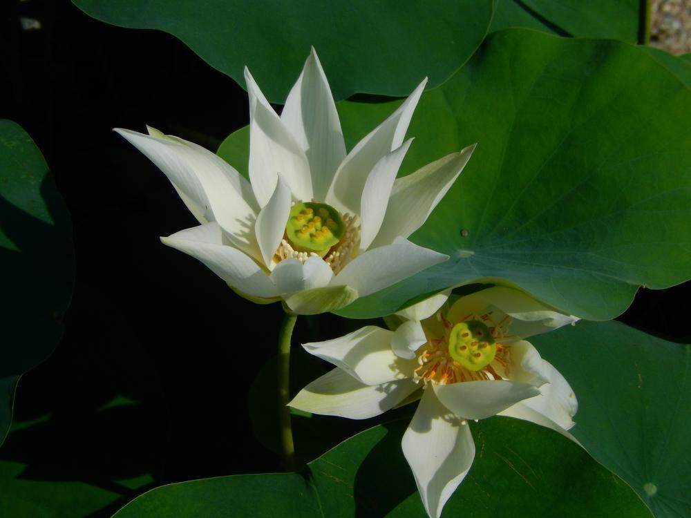  陆炜桦培育的品种“佛手拈花”