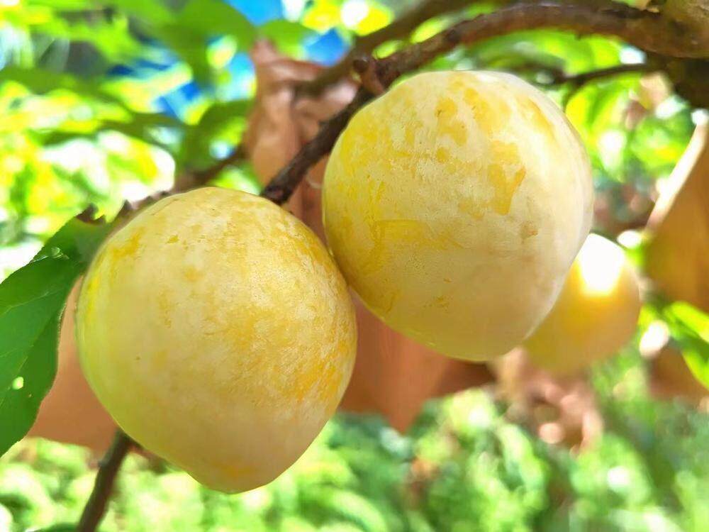 乐昌黄金柰李