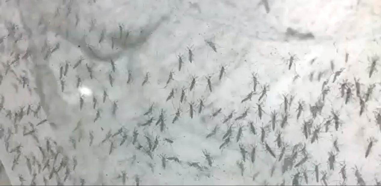 中大蚊子工厂生产的经辐照的绝育雄蚊