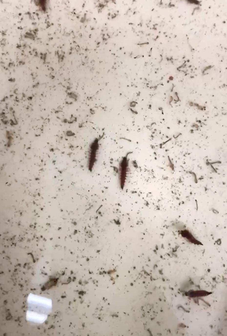 华丽巨蚊吃白纹伊蚊幼虫