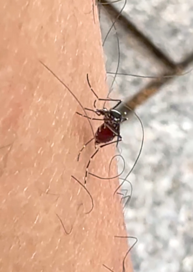 白纹伊蚊吸人血