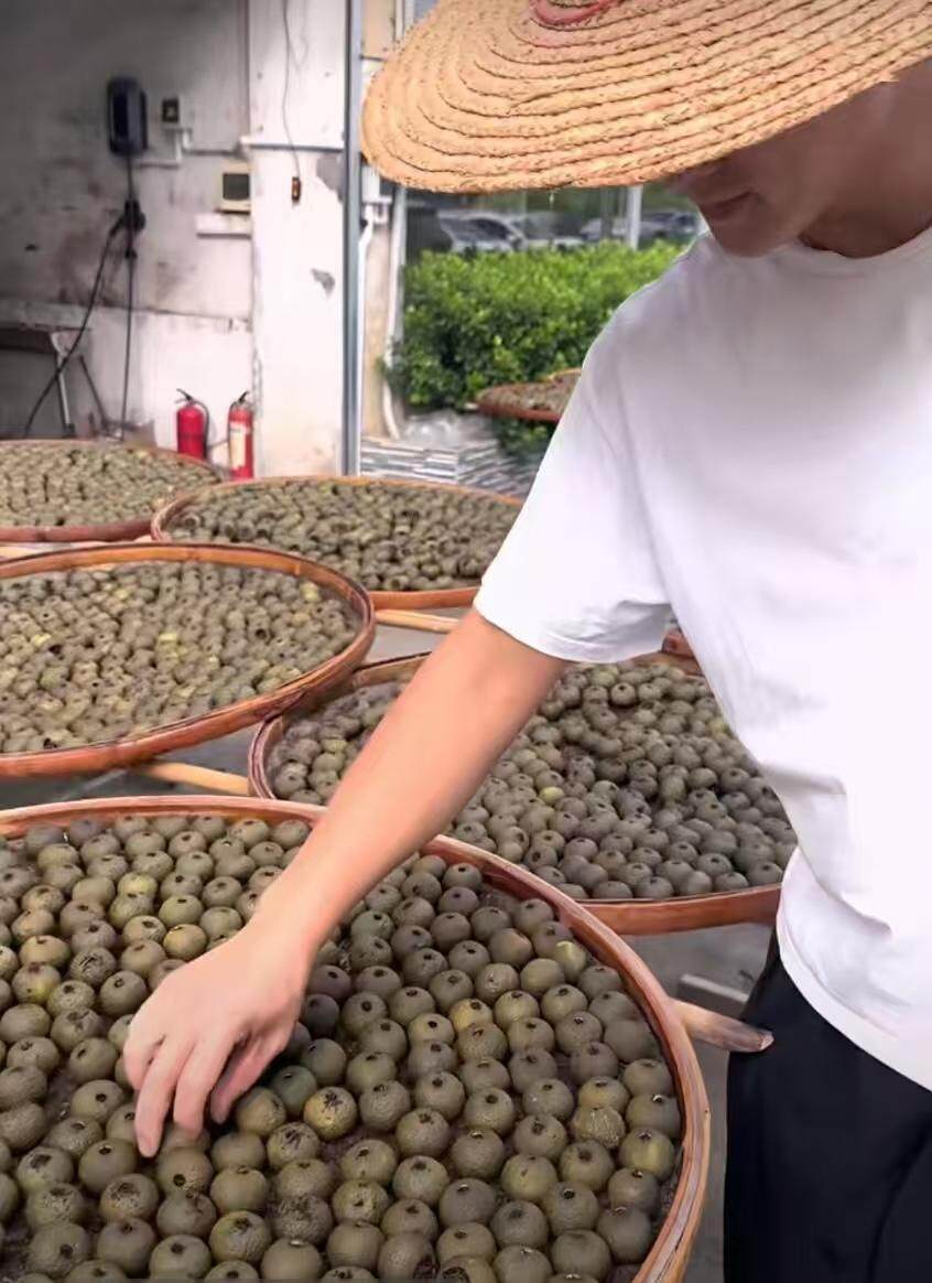  装入普洱茶后，小青柑进入生晒环节