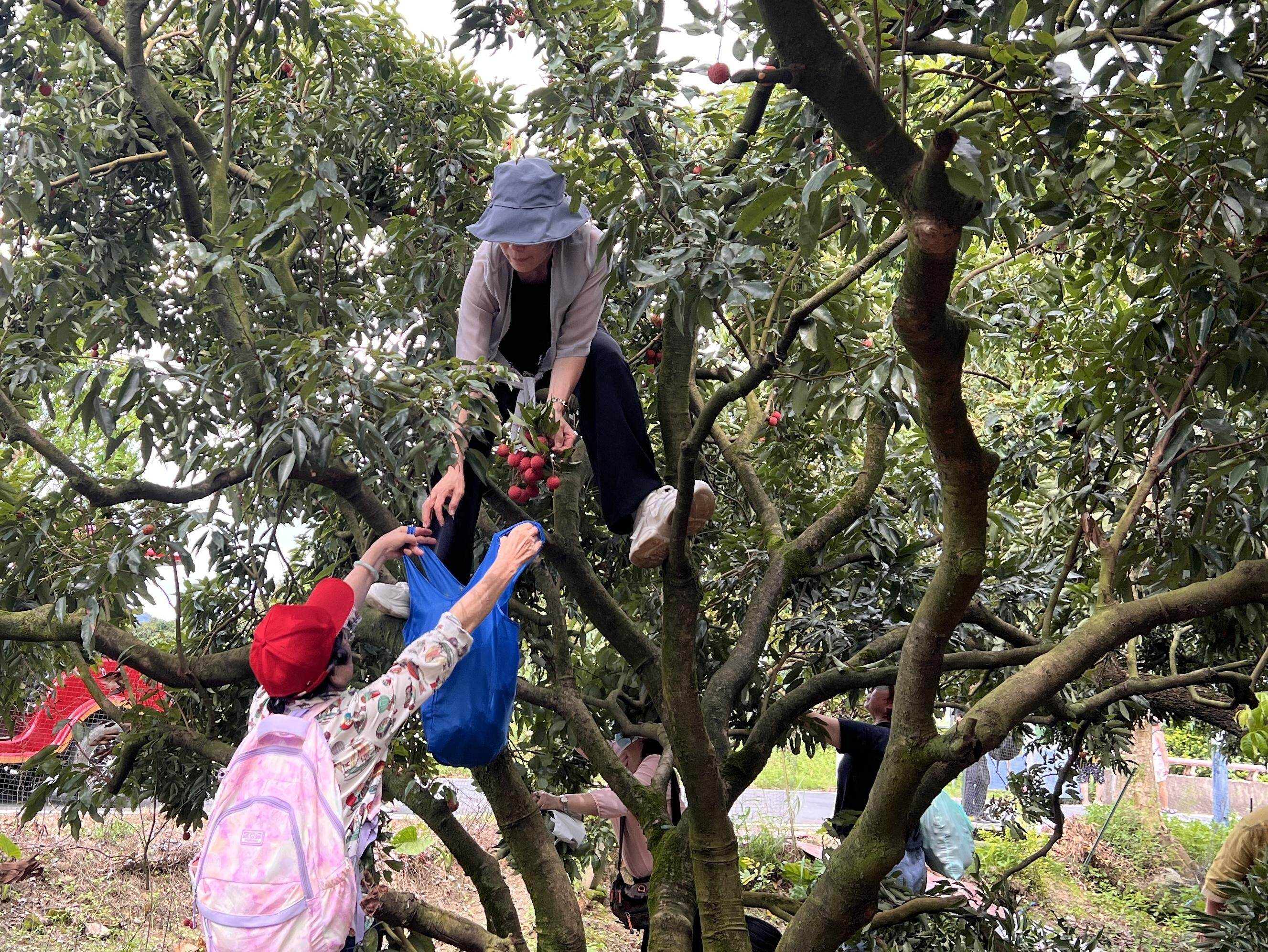 游客采摘荔枝