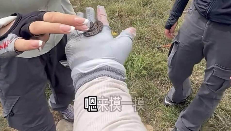  短尾蝮蛇