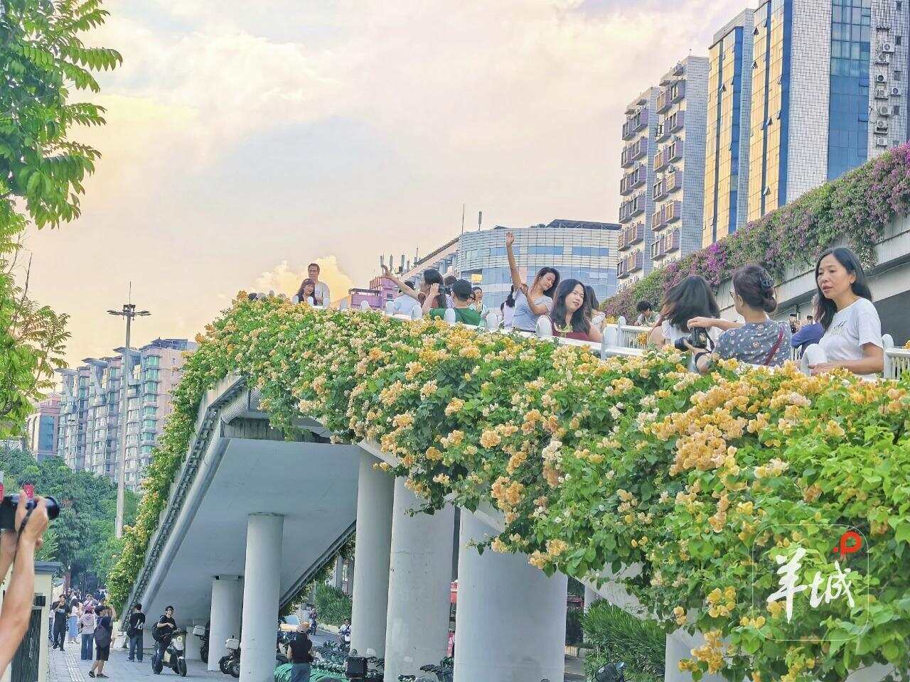 千廊簕杜鹃、万境花满城 千廊簕杜鹃、万境花满城