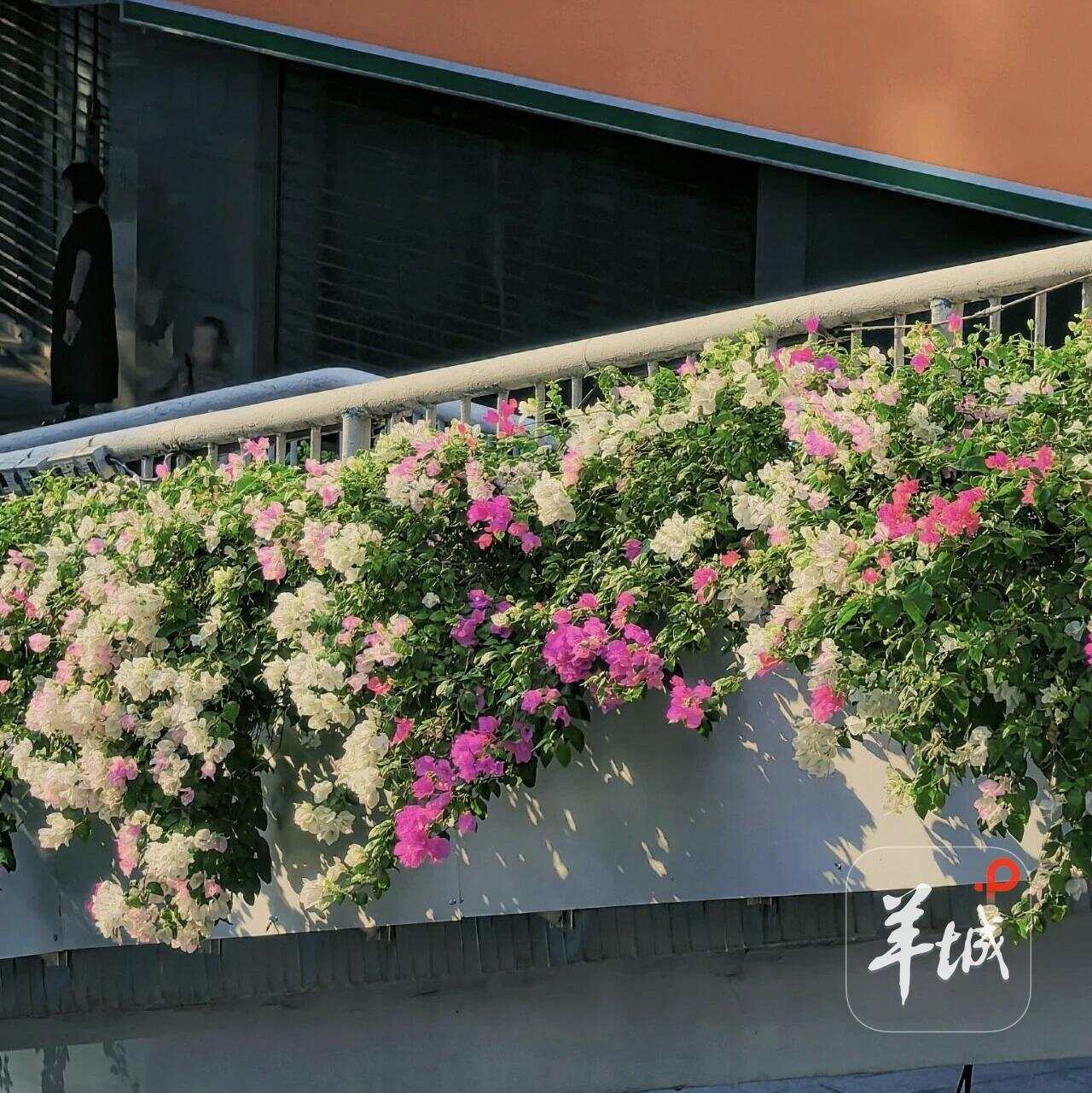 千廊簕杜鹃、万境花满城 千廊簕杜鹃、万境花满城