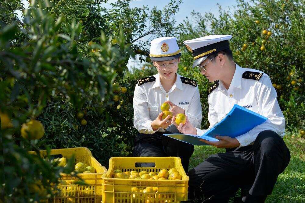 江门海关所属新会海关关员到陈皮加工企业进行实地监管