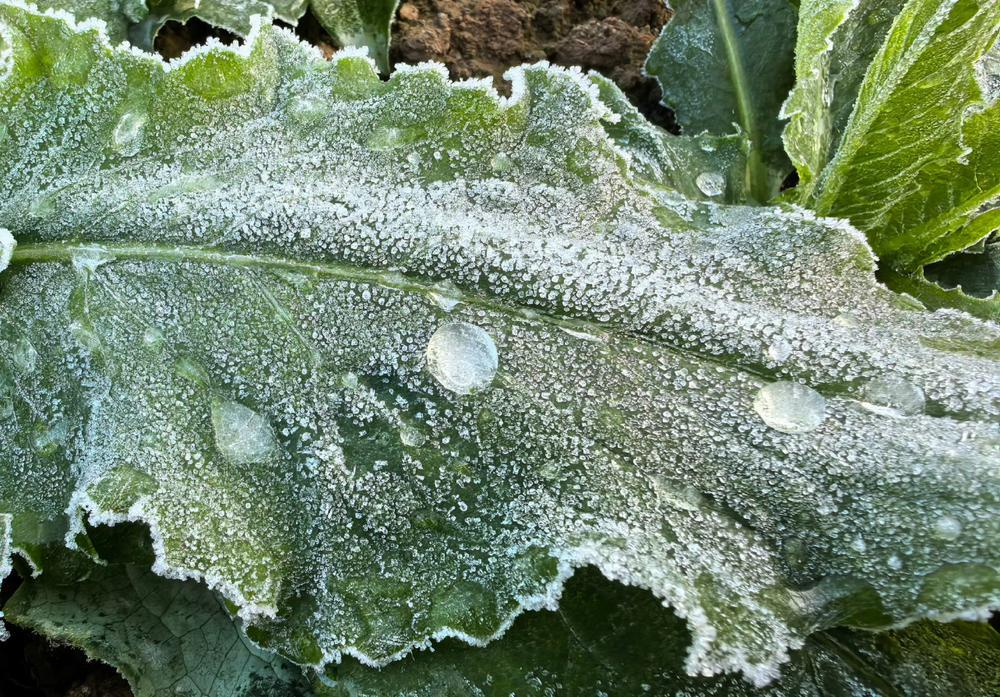 1月7日，广州从化，当地居民反映出现霜冻现象。图/广州天气