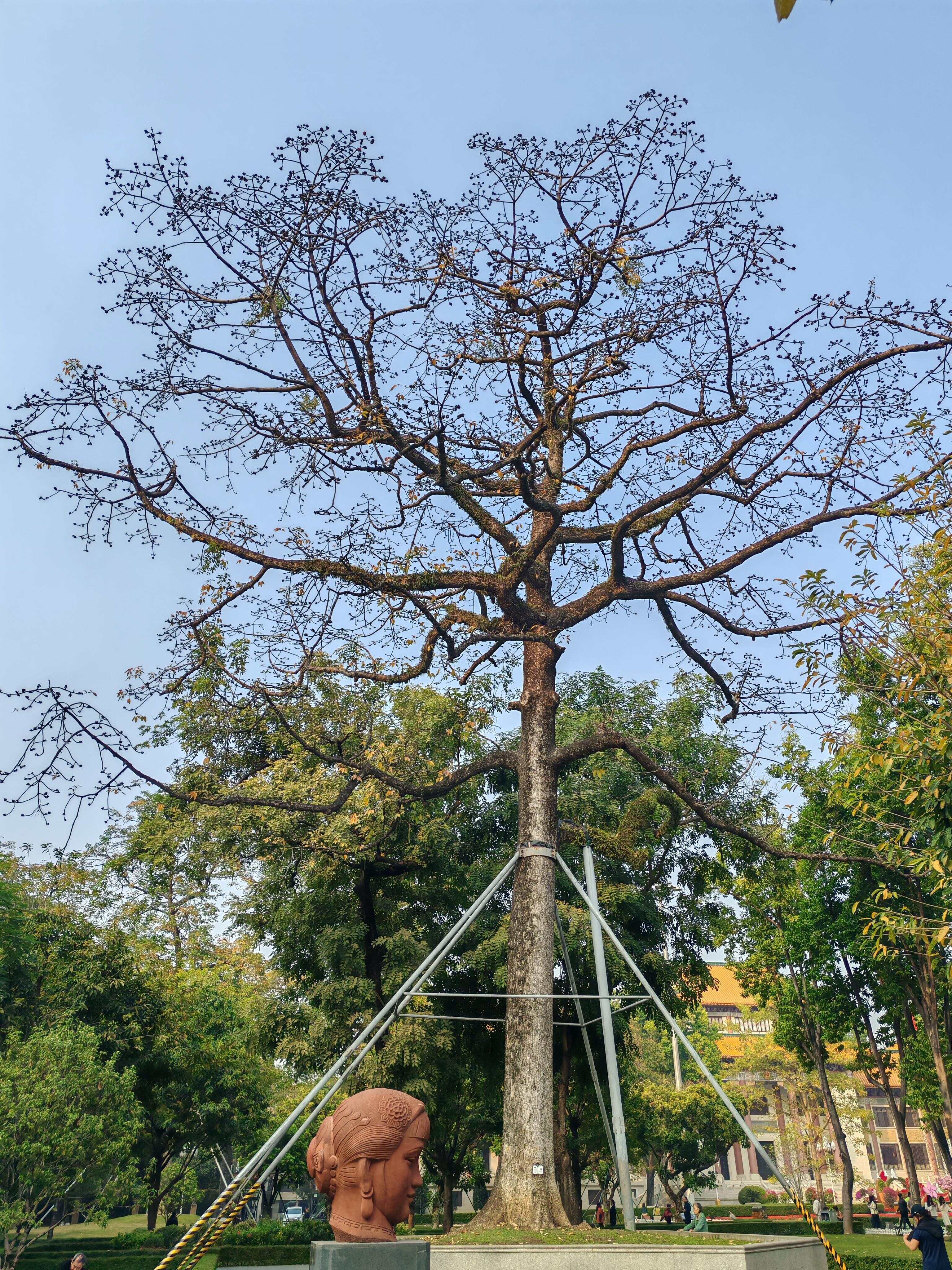 这棵古木棉位于人民公园音乐亭西侧绿地之上