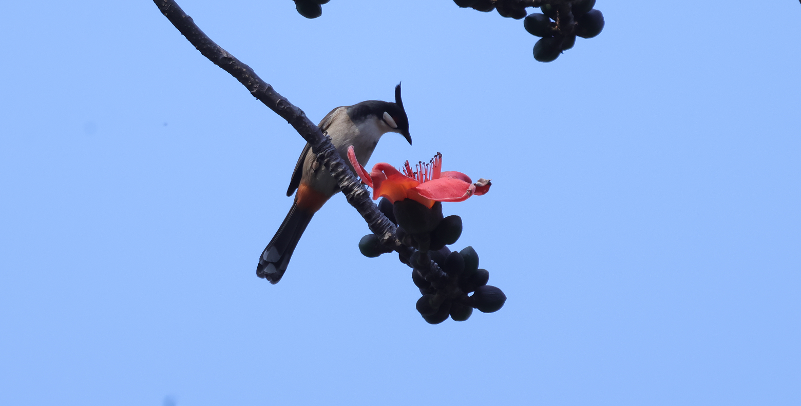 广州市人民公园内最年长的木棉树，已悄悄绽放出今年第一朵木棉花