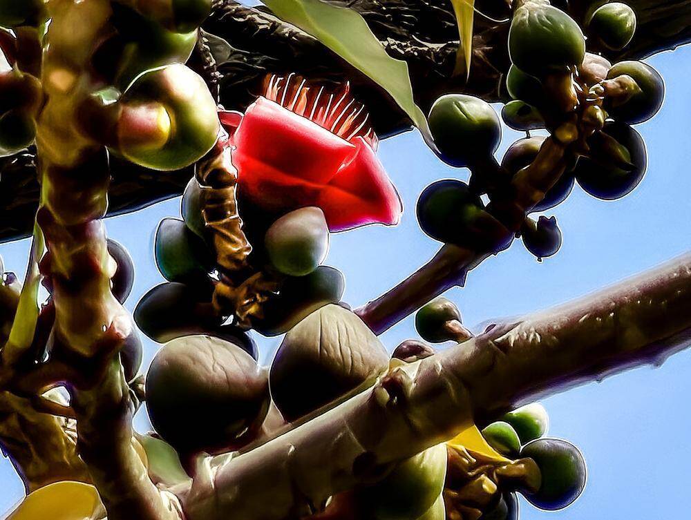 357岁“木棉王”提前盛放