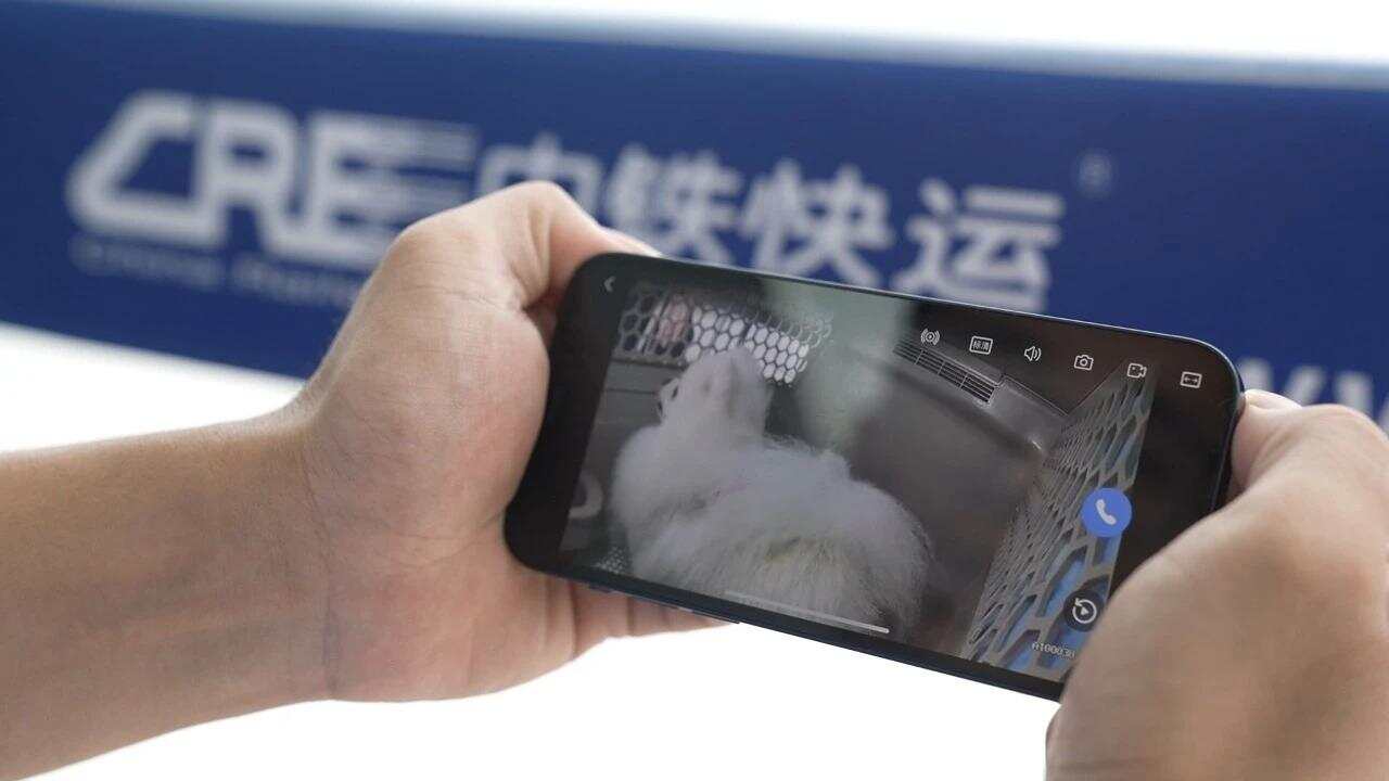  工作人员通过监测系统远程观察宠物状态