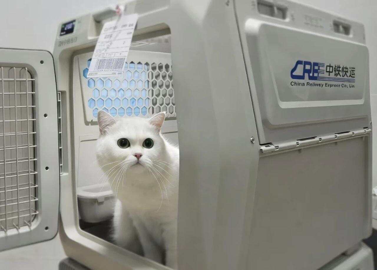  中铁快运扩大宠物托运服务试点范围