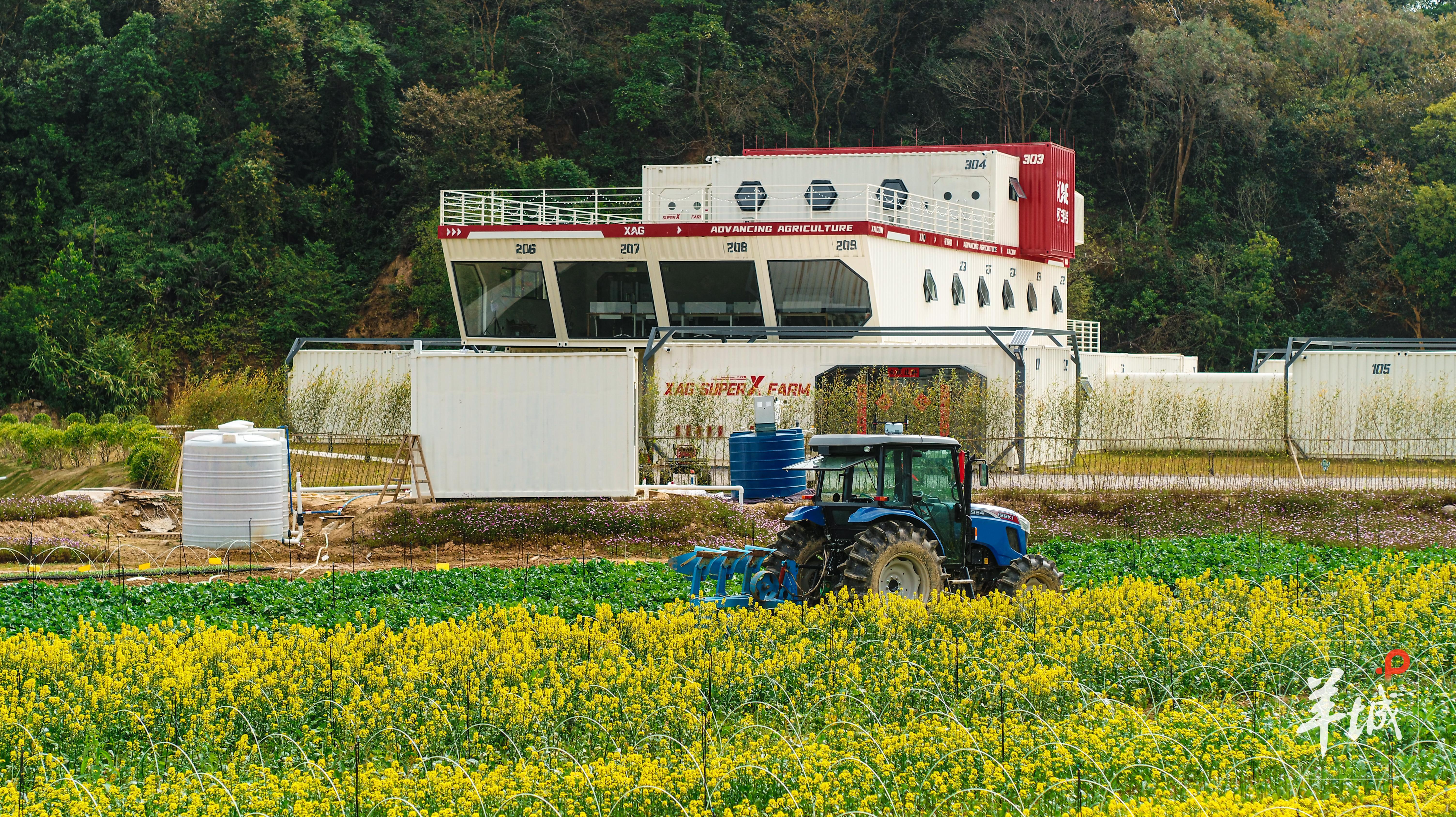 位于广州黄埔的极飞超级农场 羊城晚报•羊城派资料图
