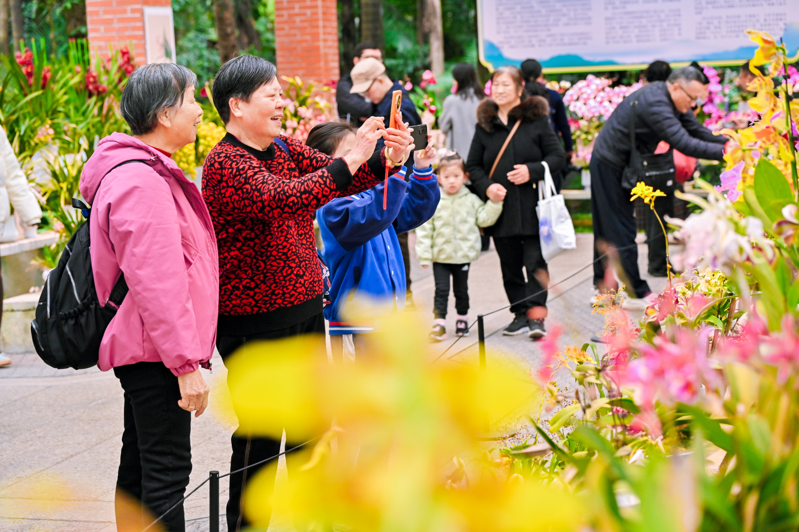 粤港澳大湾区兰花精品展销汇启幕,广大市民纷纷打卡、挑选 羊城晚报资料图 粤港澳大湾区兰花精品展销汇启幕,广大市民纷纷打卡、挑选 羊城晚报资料图