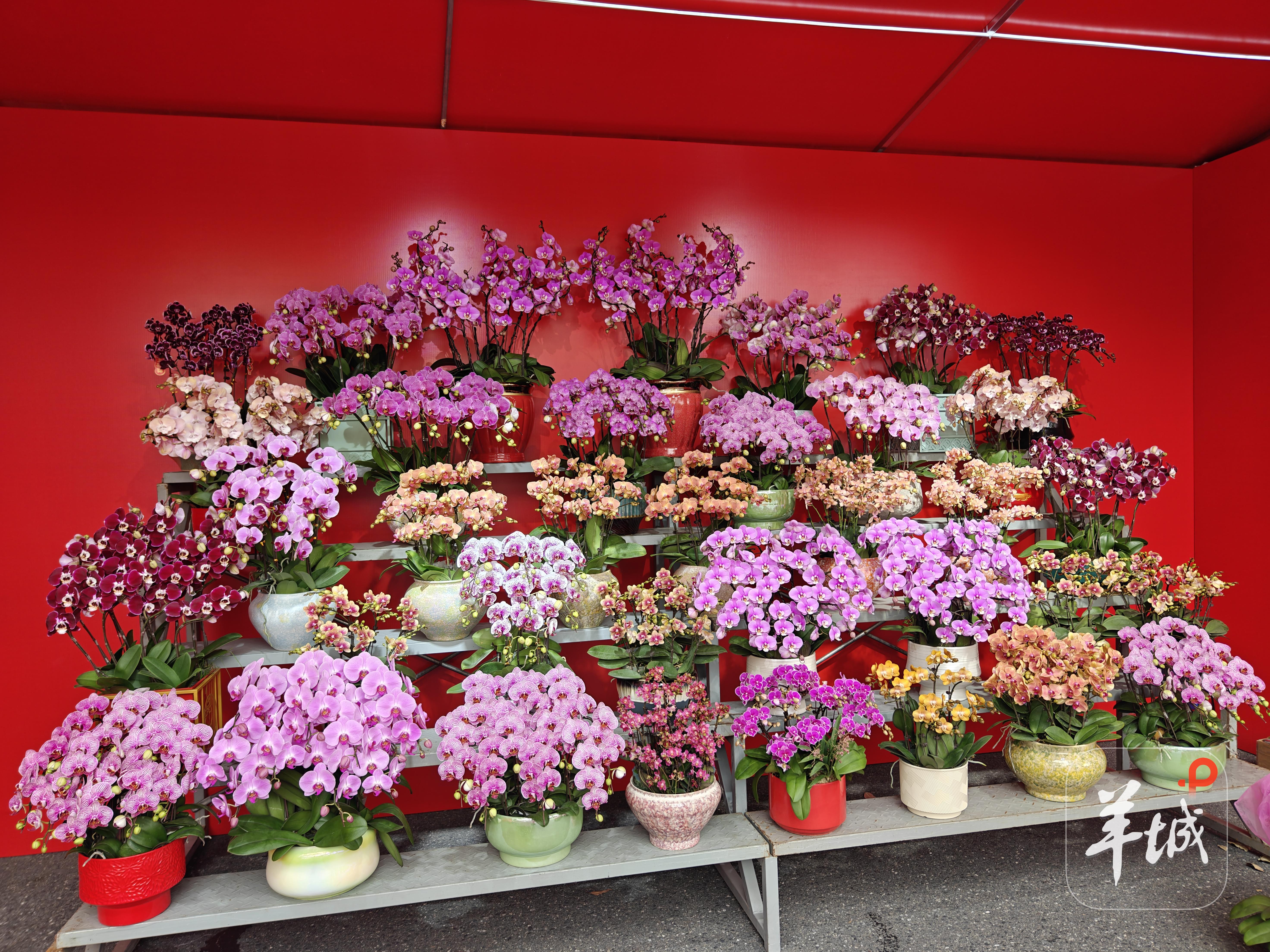 美丽的待售鲜花