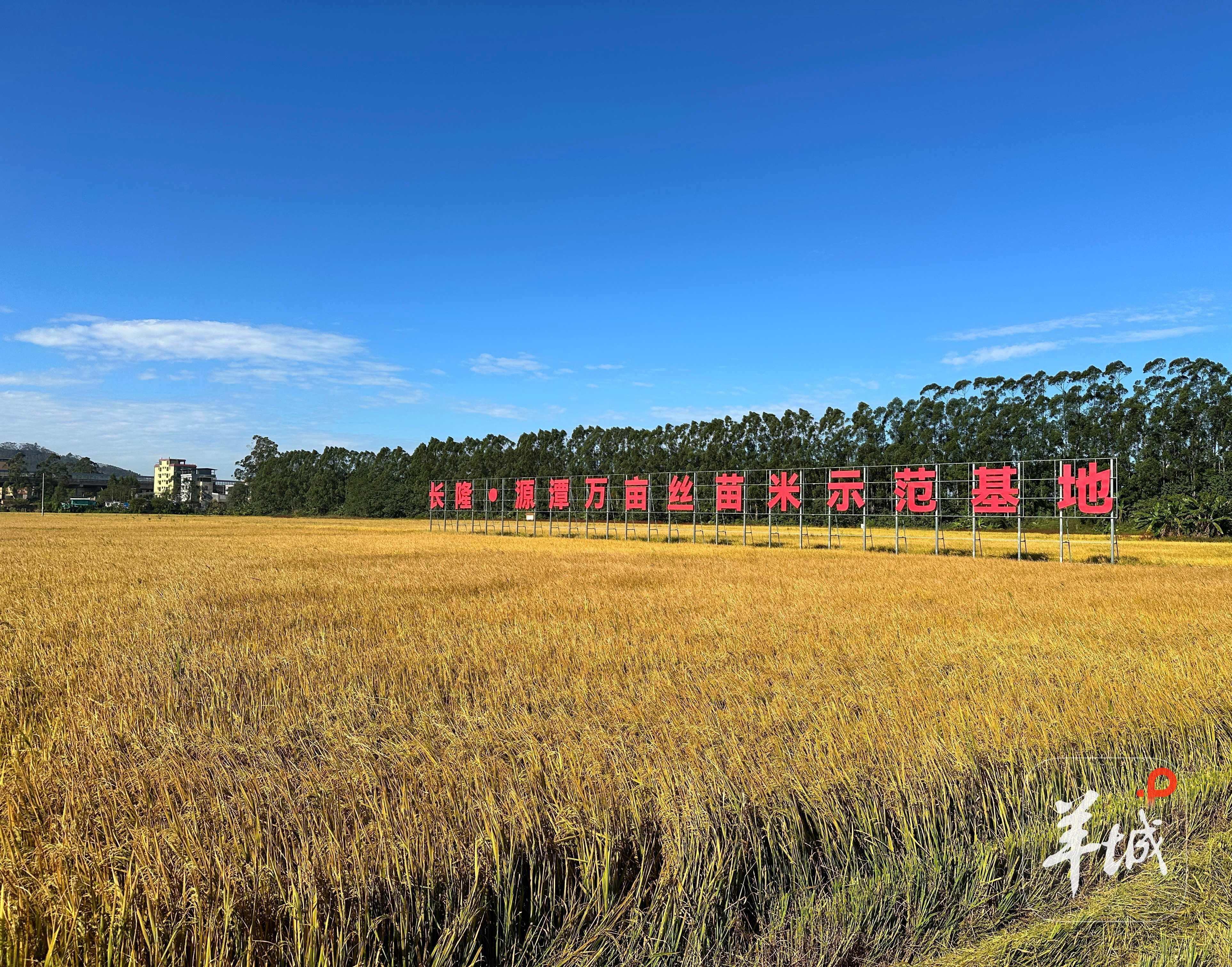  位于清远市清城区源潭镇的“长隆·源潭万亩丝苗米产业示范基地”
