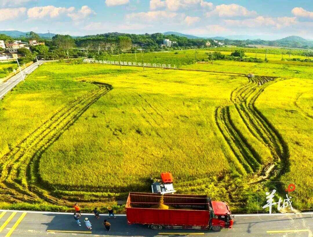  广州市增城丝苗米基地