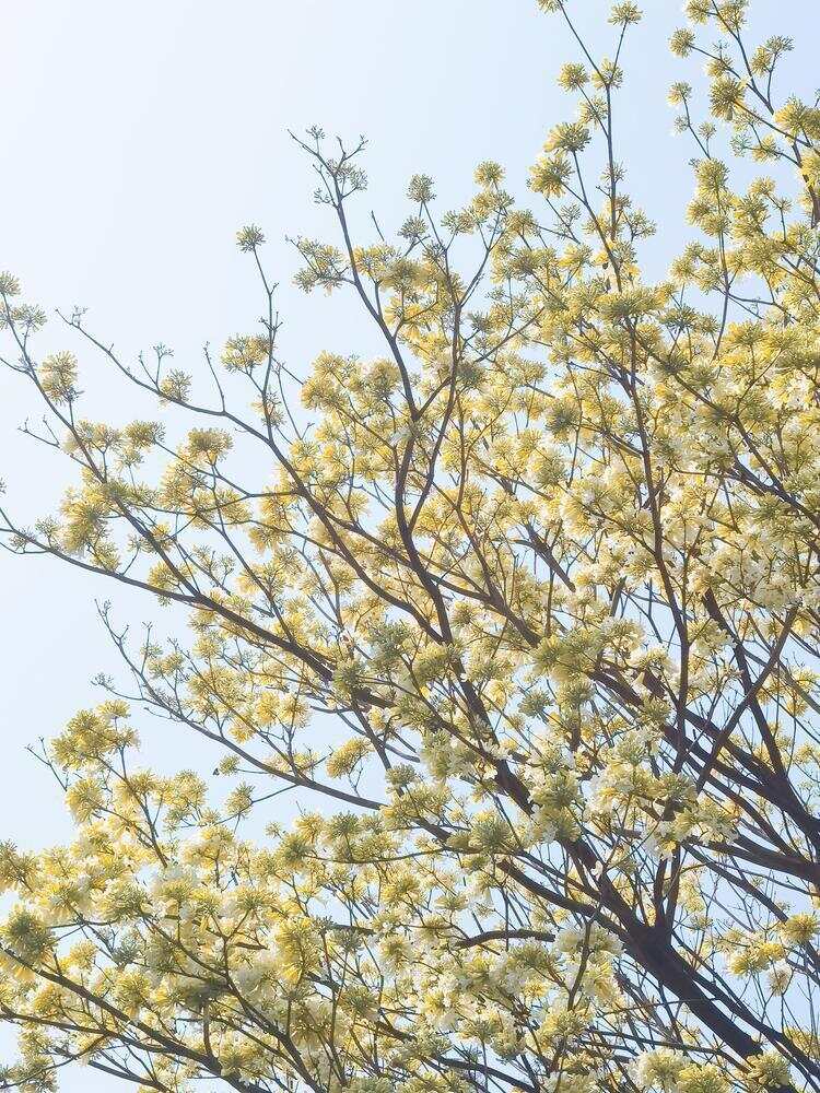  余荫山房内的白花风铃木