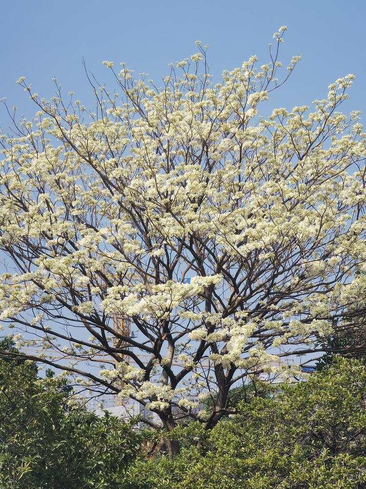  余荫山房内的白花风铃木