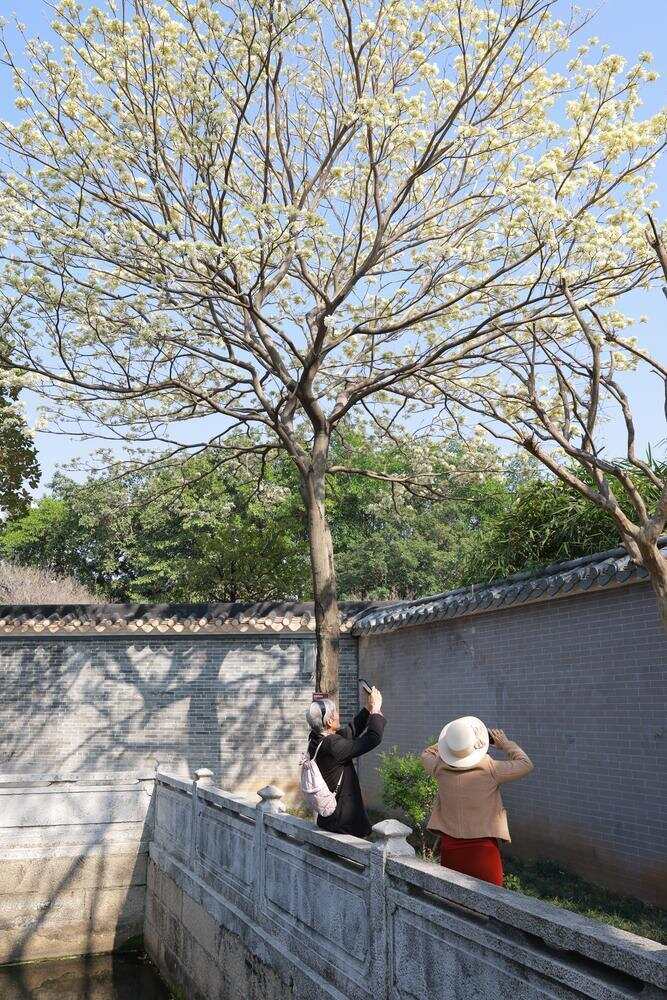  余荫山房内的白花风铃木