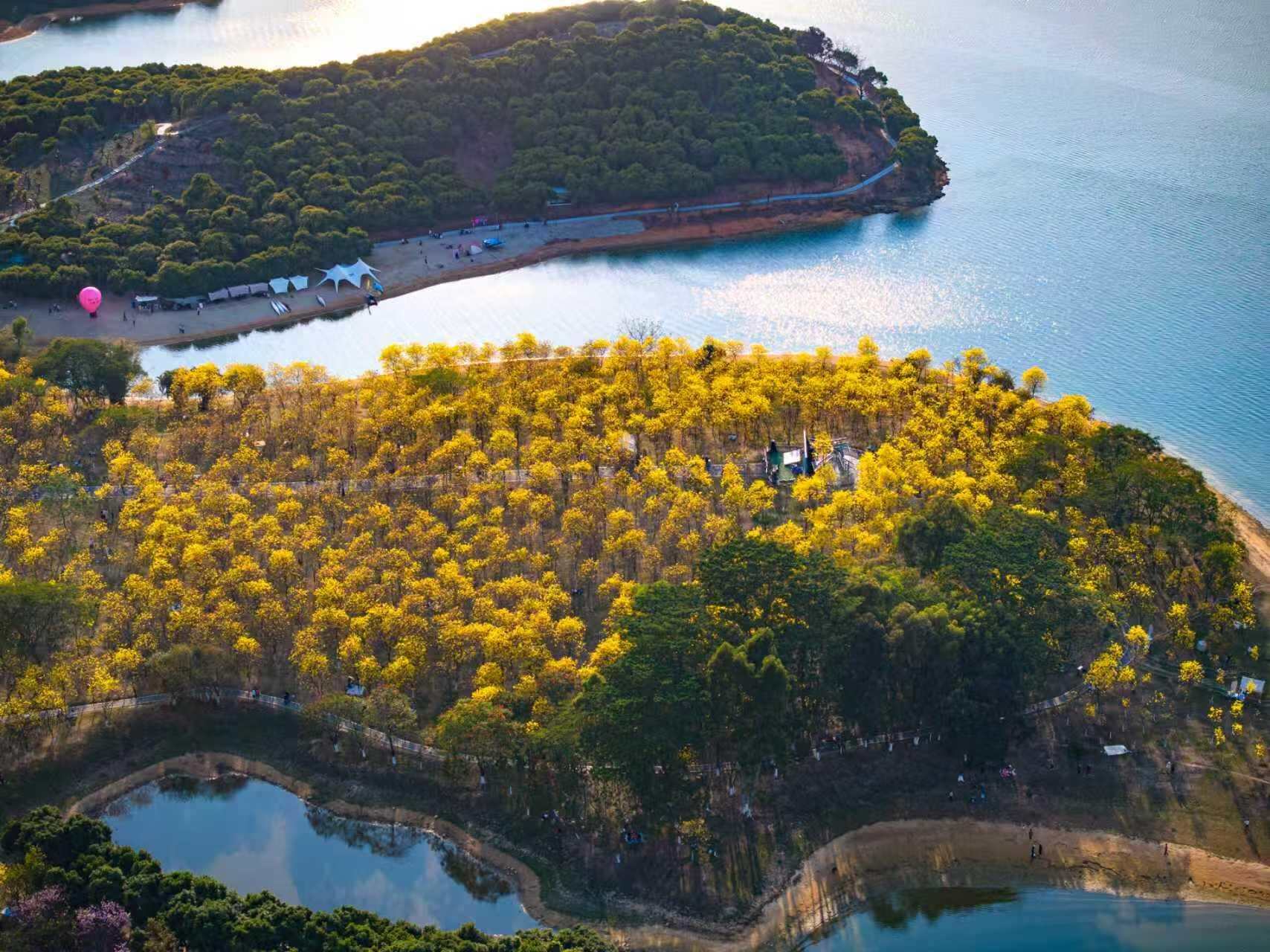 松山湖第四届赏花月之春日派对启动 松山湖第四届赏花月之春日派对启动