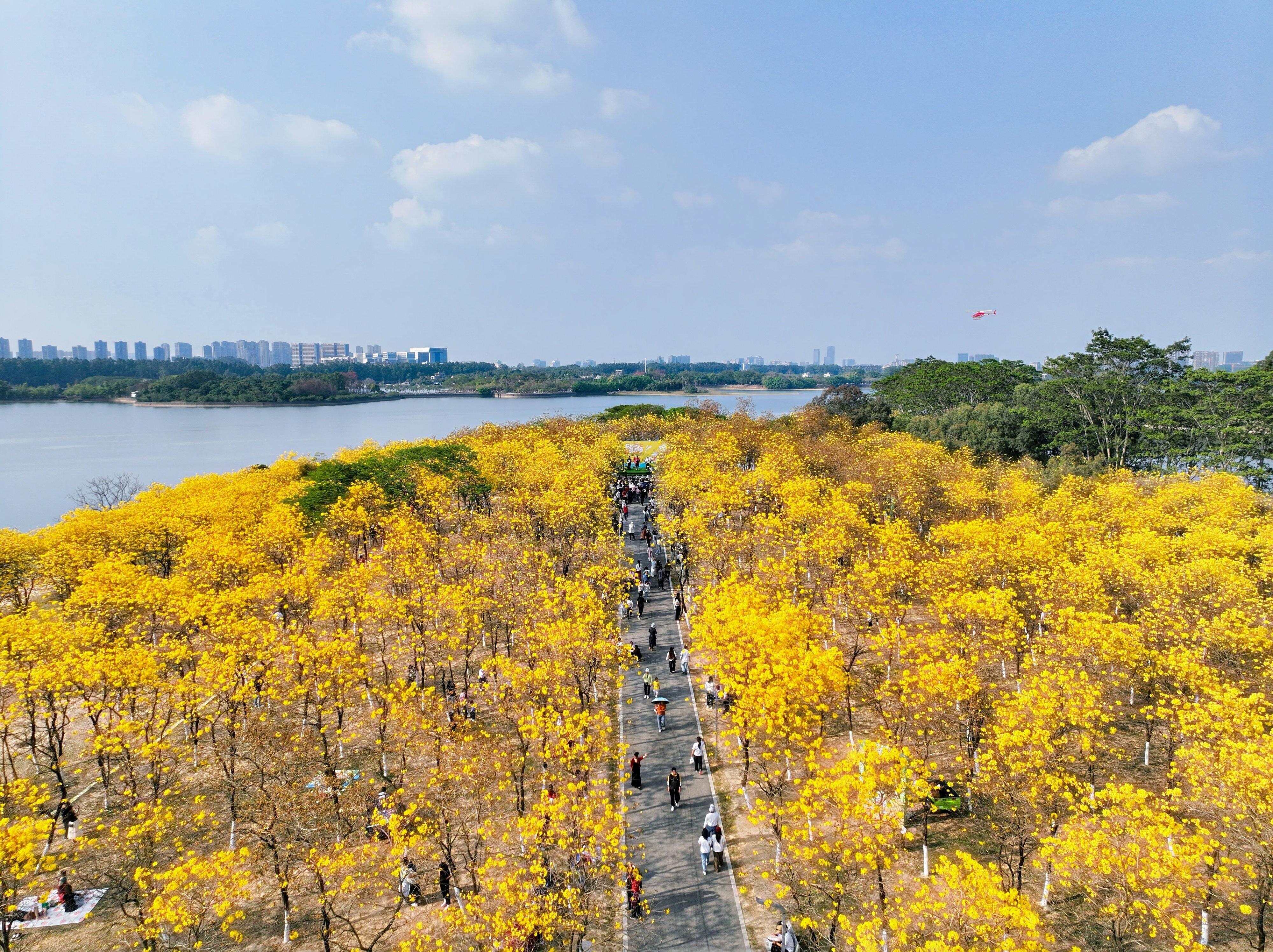 金色花海 金色花海