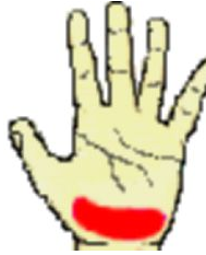 掌跟放在双乳头连线中点处