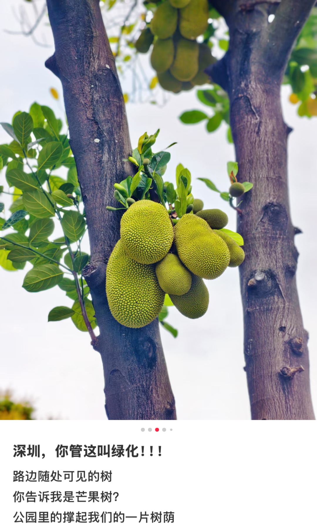 图源：小红书@抹茶椰麻麻