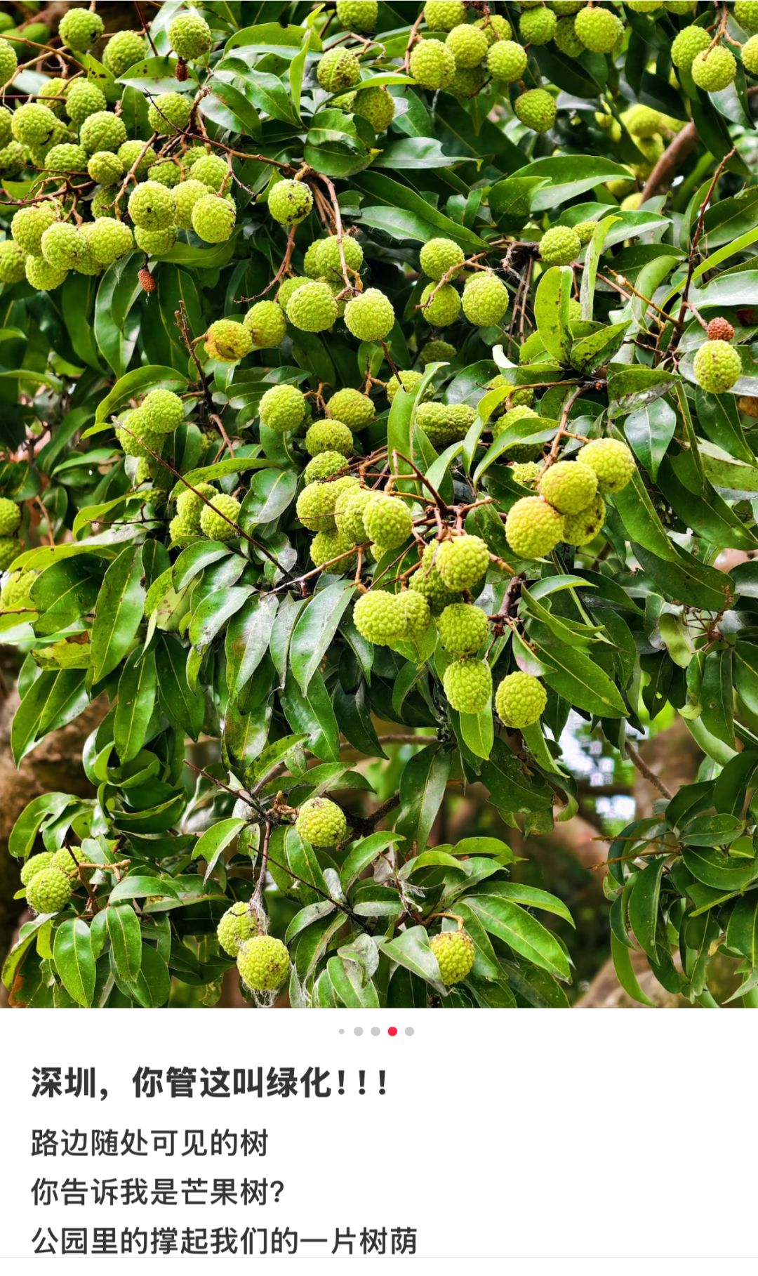 图源：小红书@抹茶椰麻麻